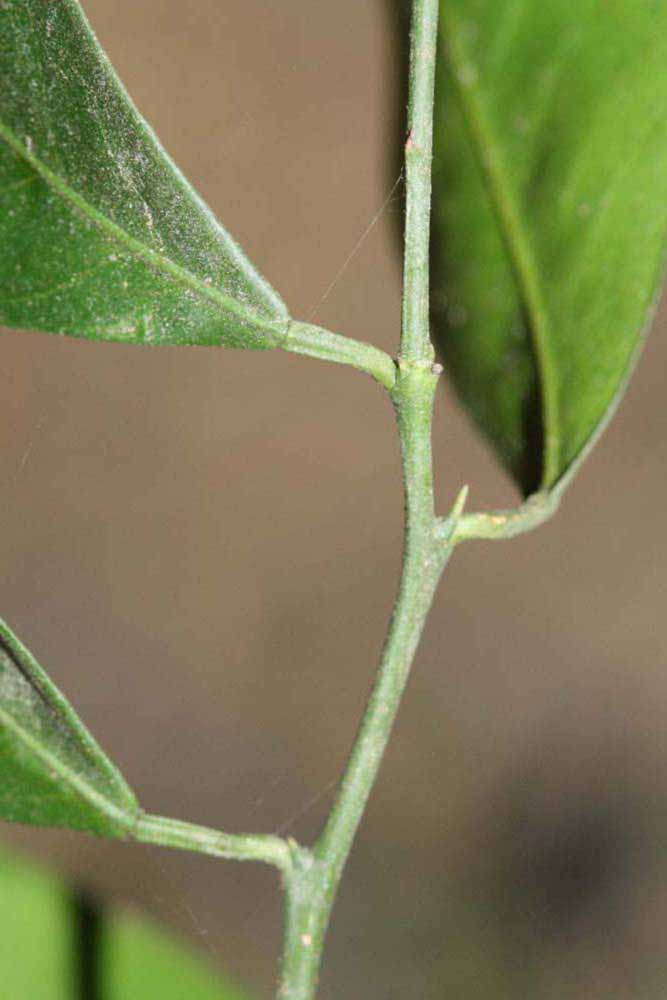            First year twig (Riverside, CA)   